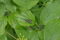 Otites lamed