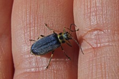 Trirhabda flavolimbata