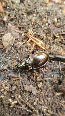 Pterostichus burmeisteri