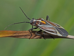 Horistus orientalis