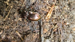 Pterostichus burmeisteri