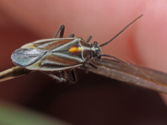 Horistus orientalis