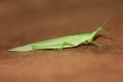 Atractomorpha similis