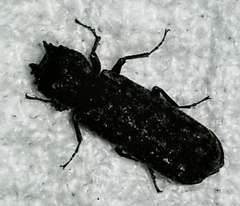 Lichenophanes bicornis