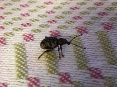 Otiorhynchus lepidopterus