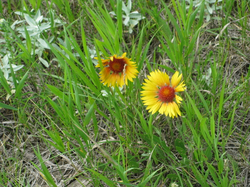 great blanketflower