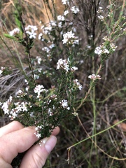 Leucopogon microphyllus