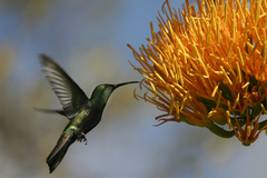 Anthracothorax dominicus