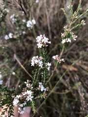 Leucopogon microphyllus