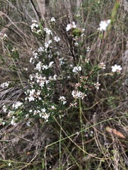 Leucopogon microphyllus