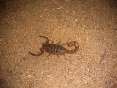 Serradigitus gertschi