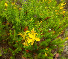 Hypericum empetrifolium