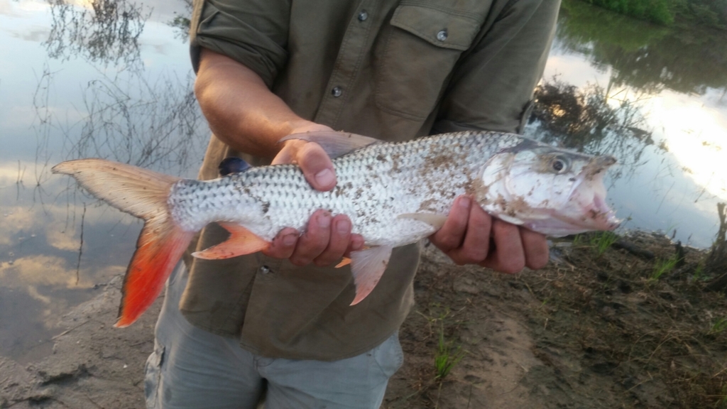 Blue Tigerfish