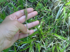 Carex flacca serrulata