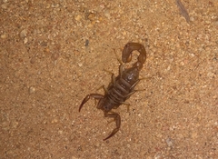 Serradigitus gertschi