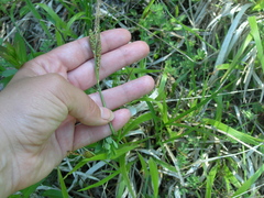 Carex flacca serrulata