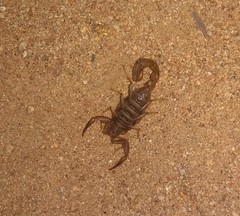 Serradigitus gertschi