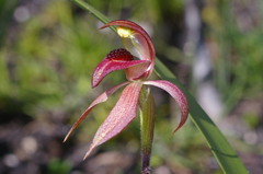 Caladenia tessellata