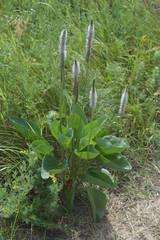 Plantago maxima