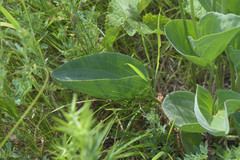 Plantago maxima