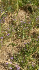 Alopecurus myosuroides