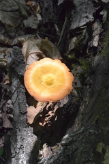 Pluteus leoninus