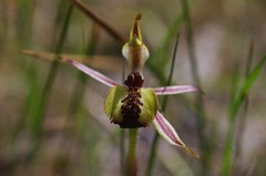 Caladenia toxochila