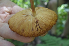 Pluteus leoninus