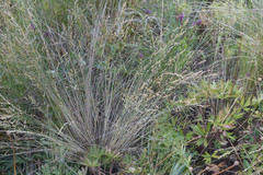 Poa versicolor