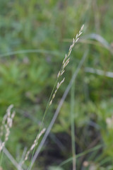 Poa versicolor