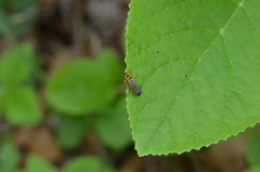 Metacantharis discoidea