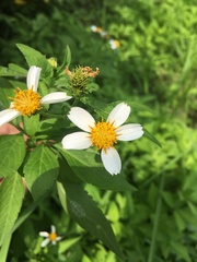 Bidens alba