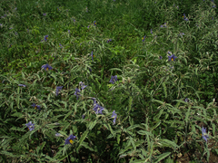 Solanum elaeagnifolium image