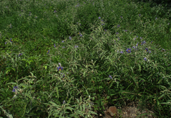 Solanum elaeagnifolium image