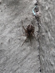 Araneae
