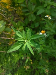 Bidens alba