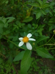 Bidens alba