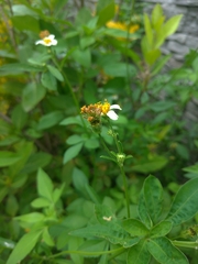 Bidens alba