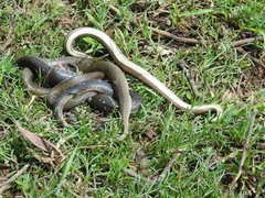 Enhydris subtaeniata