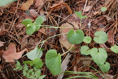 Viola mirabilis