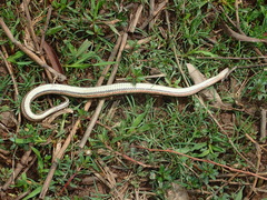 Enhydris subtaeniata