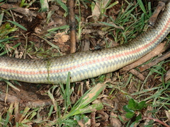 Enhydris subtaeniata