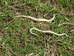 Enhydris subtaeniata