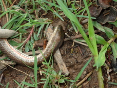 Enhydris subtaeniata