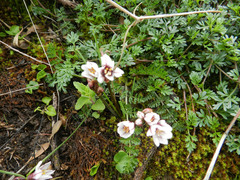 Nothoscordum andicola