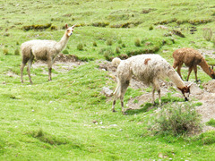 Lama glama