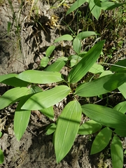 Polygonatum glaberrimum