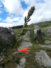Salvia oppositiflora