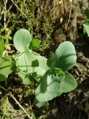 Hylotelephium caucasicum