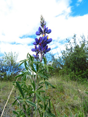 Lupinus